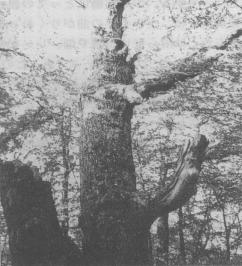 写真−1 ルソーが描いたヨーロッパナラ