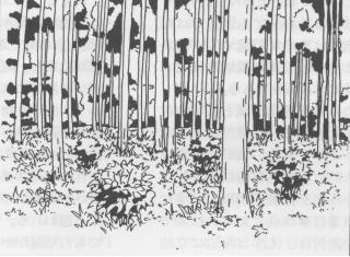 図−4 人工林の下層植生を豊かにする